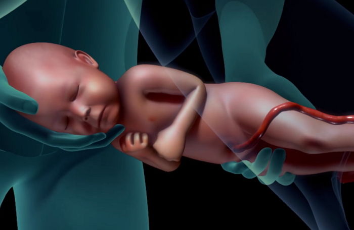 赤ちゃんが生まれる過程をわずか1分で見ることができる出産映像 Hachibachi
