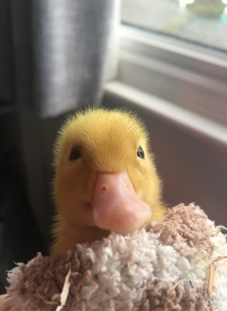 Teenage Boy Hatches Duckling From Waitrose Supermarket Egg - Small Joys