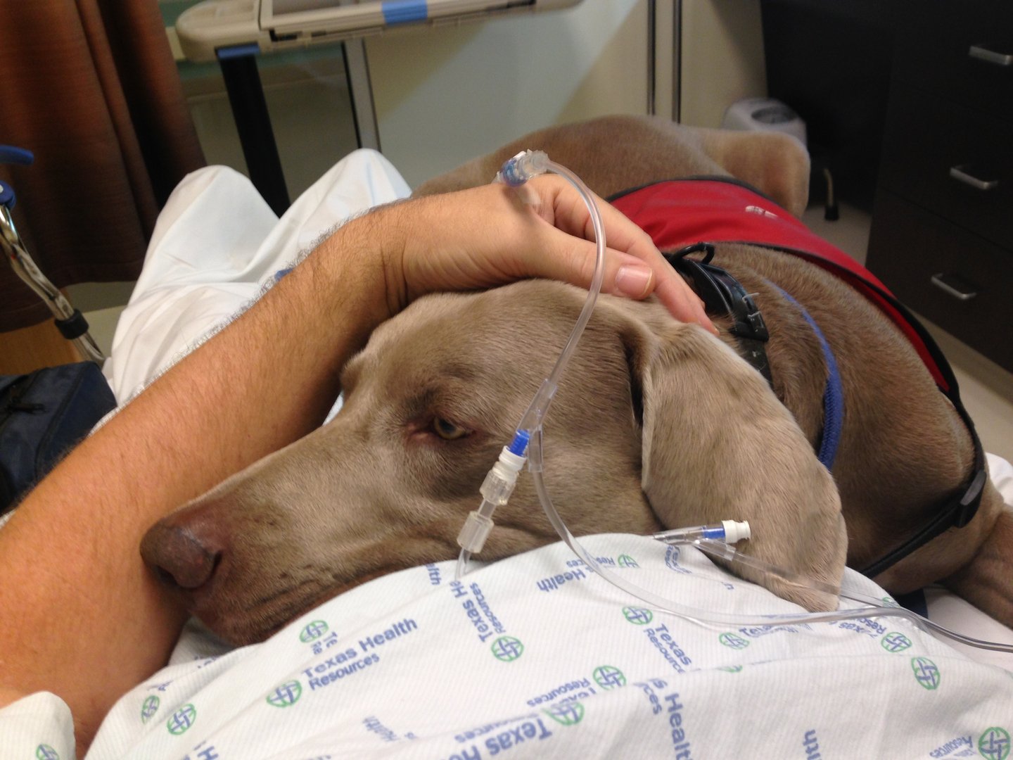 Image result for wife and dog hospital