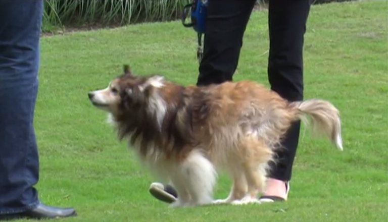 Image result for Man Takes Photo Of Man Kneeling Next To Dog That Has Gone Viral