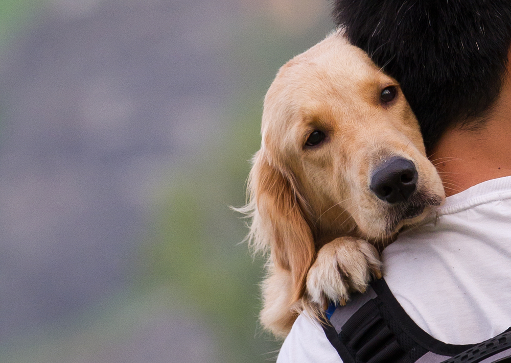 Image result for dog loving people