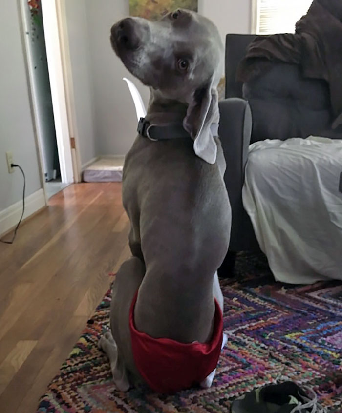 I Asked My Wife To Send Me Some Underwear Pictures, This Is What I Got In Return I Asked My Wife To Send Me Some Underwear Pictures, This Is What I Got In Return