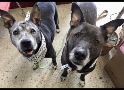 Image result for Senior Dogs Seeking New Home After Being Abandoned by Owners Inside Petco Bathroom