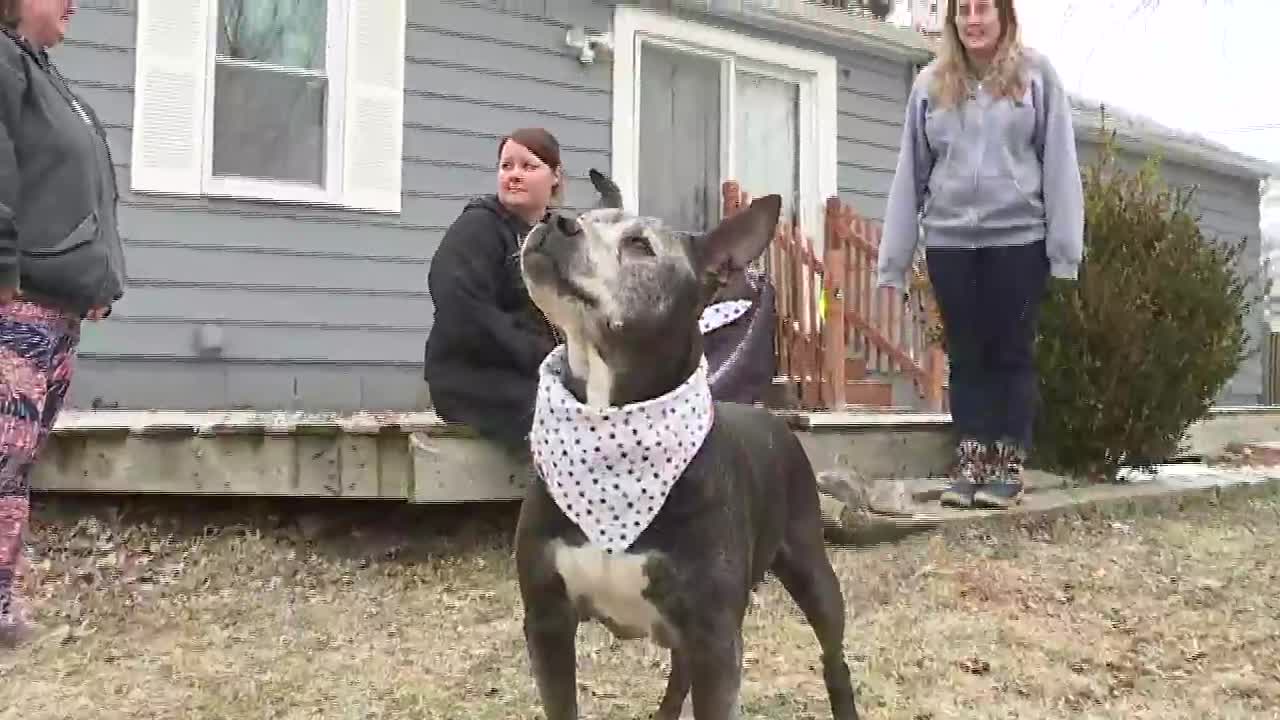 Image result for Senior Dogs Seeking New Home After Being Abandoned by Owners Inside Petco Bathroom