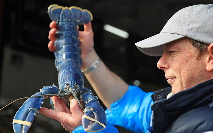 Синий лобстер мем. Лобстер Джонсон реальной жизни. Blue Lobster Drip. Blue Lobster Sound very. Blue Lobster in a Bag.