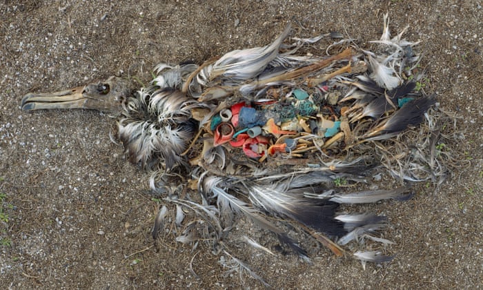 人が海に捨てたプラスチックごみを餌と思い、子に与える母アルバトロスの姿が衝撃的… Hachibachi