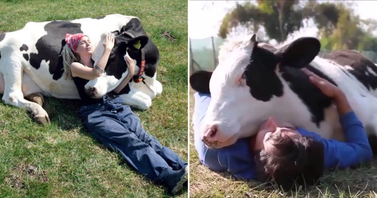 Cow Cuddling Is Now A Thing And It Costs $300 For A 90 ...