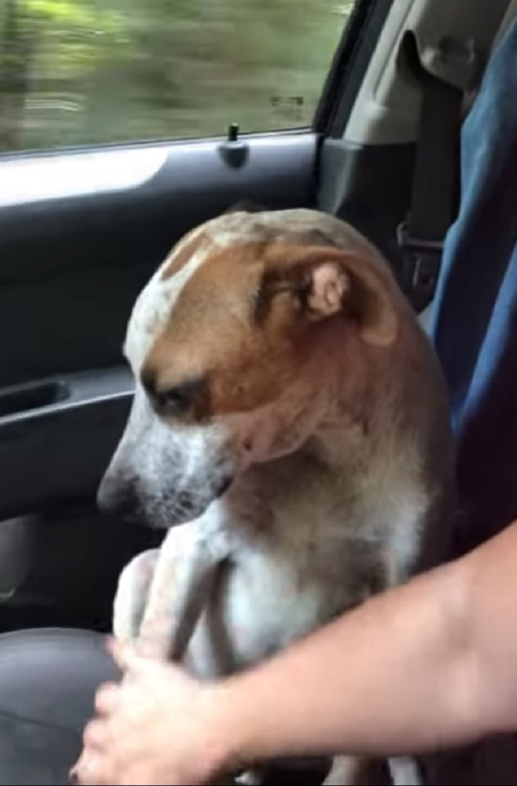 Dog’s Heartwarming Way Of Showing Gratitude After Being Rescued Brought ...