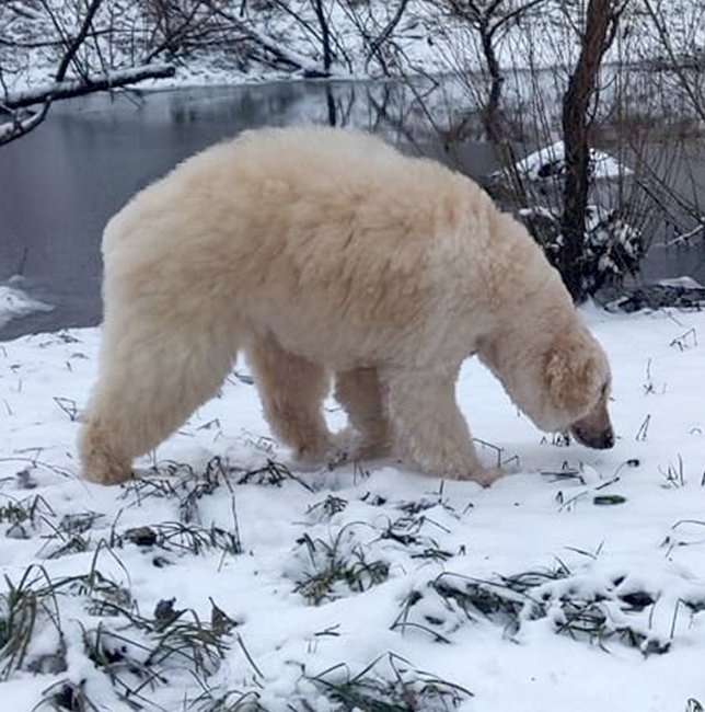 Image result for Groomer Transforms Dog Into Very Realistic-Looking Polar Bear