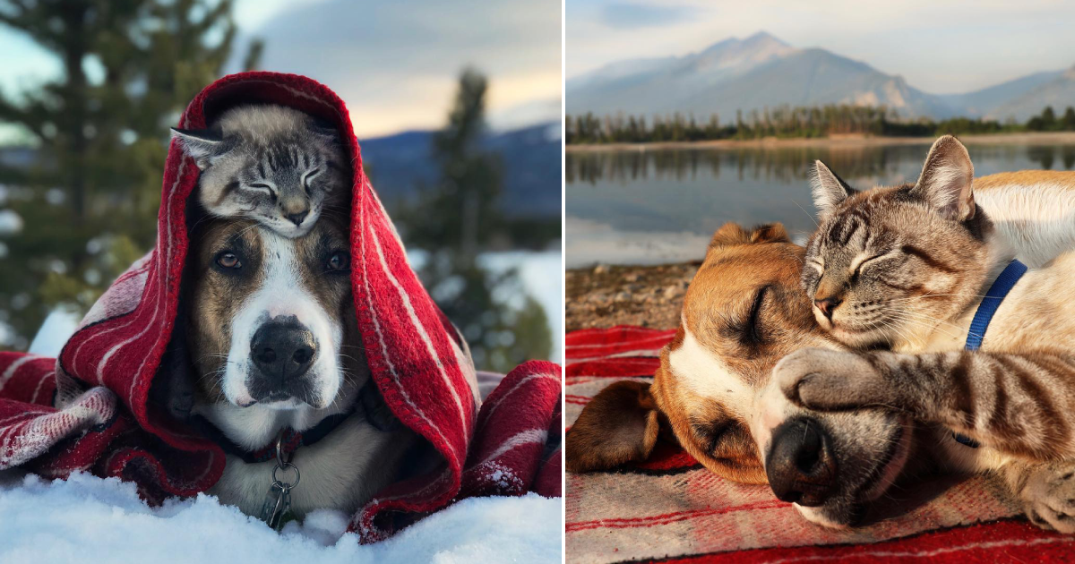 15 Heartwarming Photos Of Cats And Dogs Who’ve Learned To Love Each Other - Small Joys