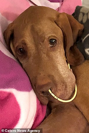 Ms Chacksfield now wants to warn other dog owners of the deadly consequences of natural sweeteners. Her beloved dog Ruby is pictured ill in hospital before her deathÂ 