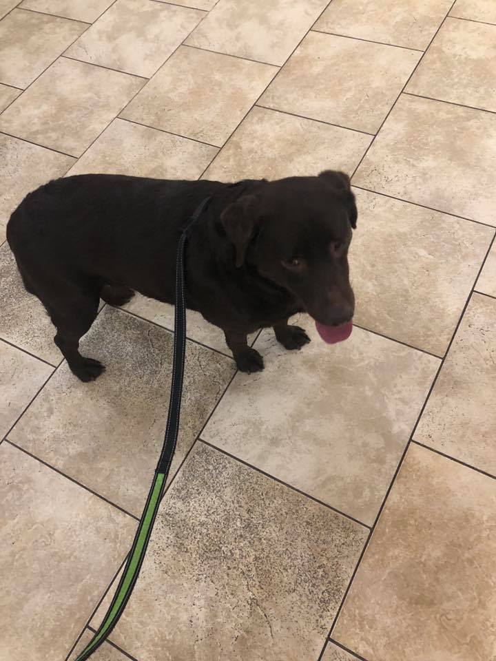 Image may contain: dog