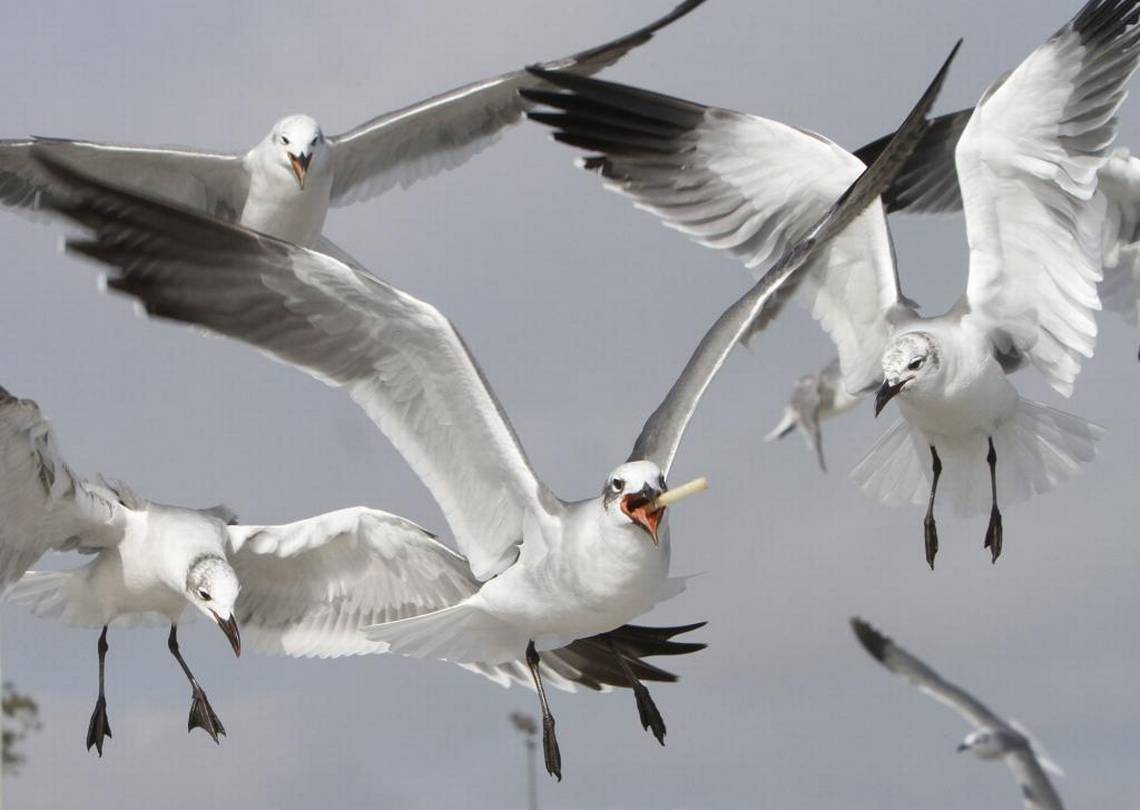 Wildlife Lover Fined For 'Littering' Because He Was Feeding Birds