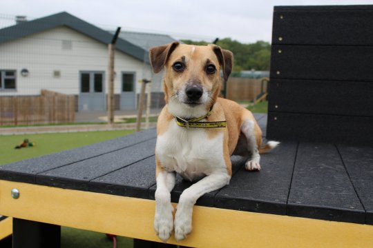 Image result for Animal Shelter Looking For