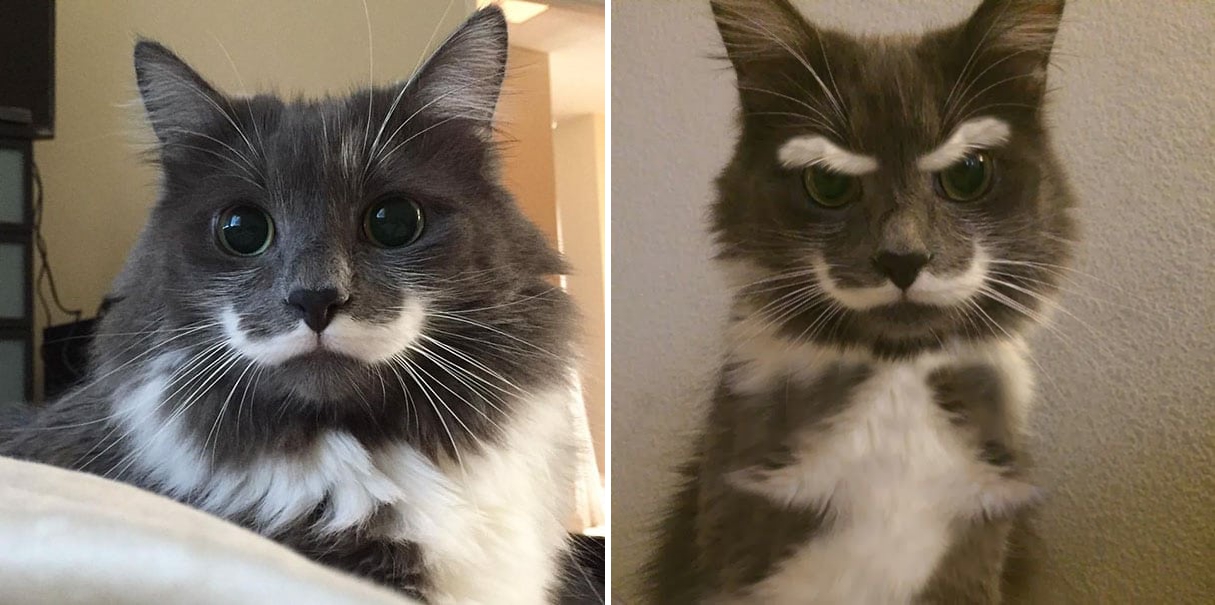 40 Crazy Cats With Unique Fur Markings Like None You've Seen Before