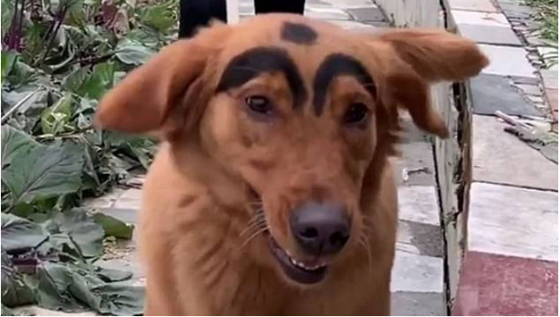 可愛くする 人用染料で飼い犬に極太眉毛を描いた飼い主 Hachibachi
