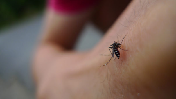 macrobiotic-daisuki.jp