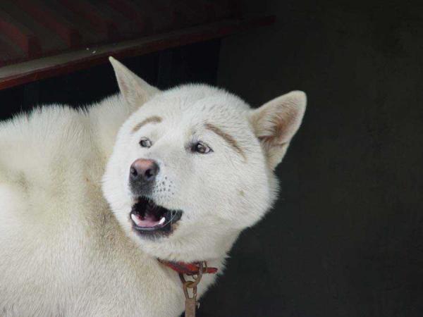 可愛くする 人用染料で飼い犬に極太眉毛を描いた飼い主 Hachibachi