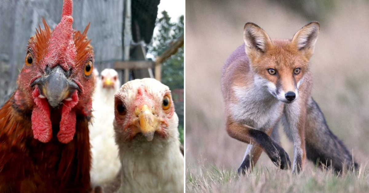Chickens 'Gang Up' To Attack And Corner A Fox That Broke Into Their