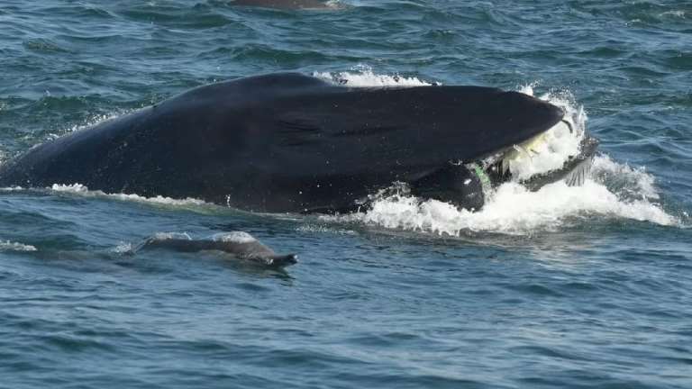 51-Year-Old Man Who Was Swallowed Whole By Enormous Whale Lives To Tell ...