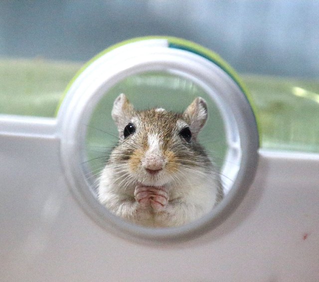 Cute gerbil