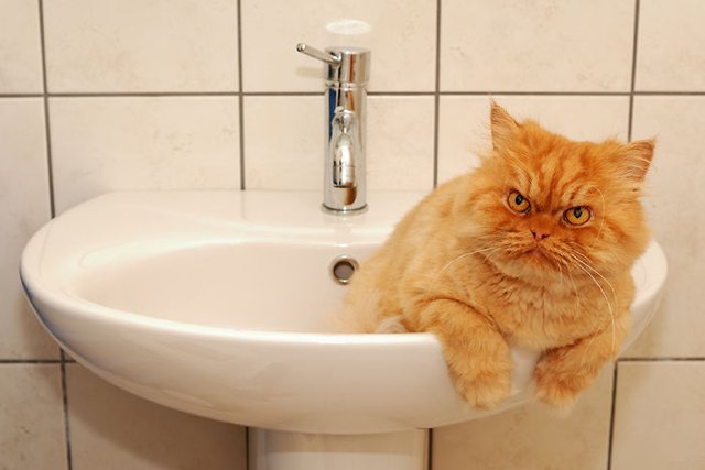 Angry cat in a sink