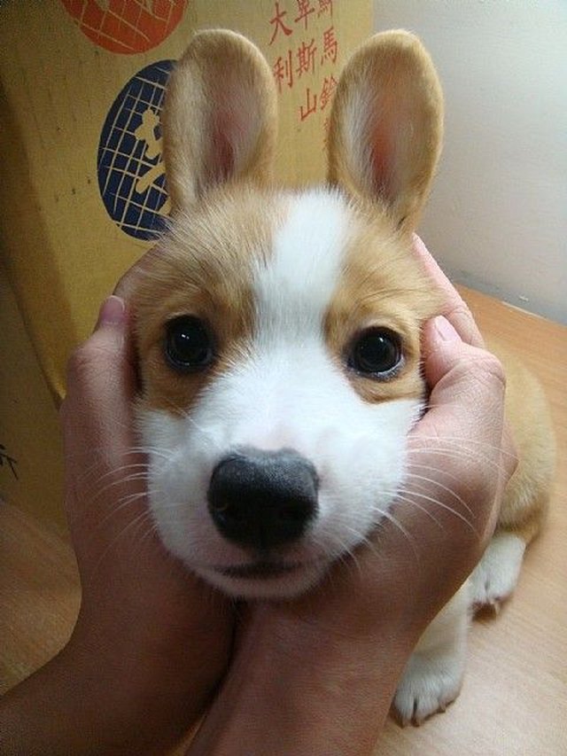 Corgi pup