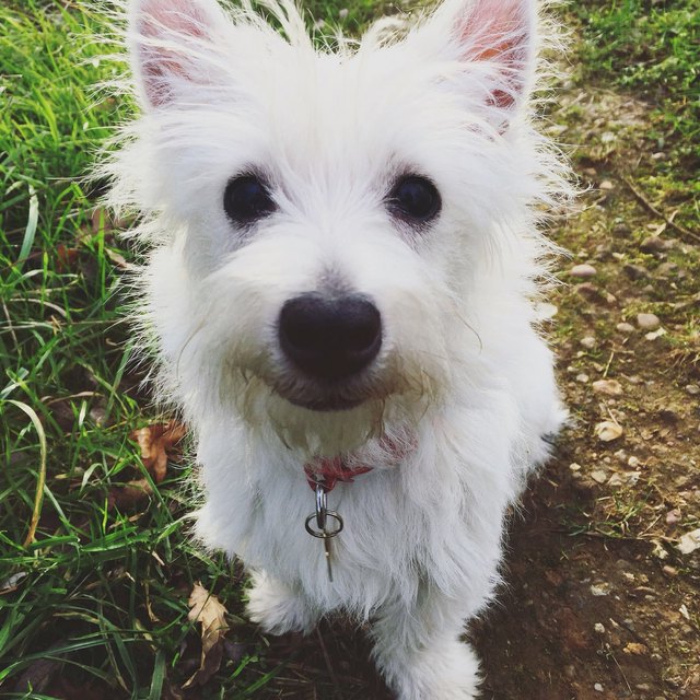 Westie pup