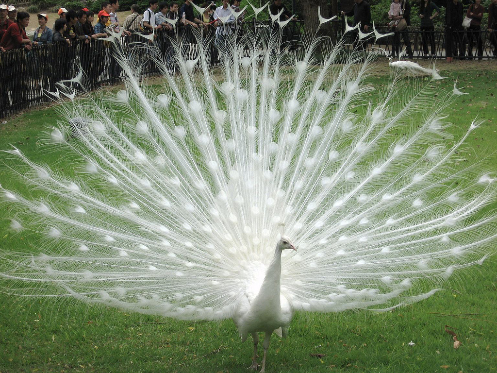 Resultado de imagen de pavo real albino