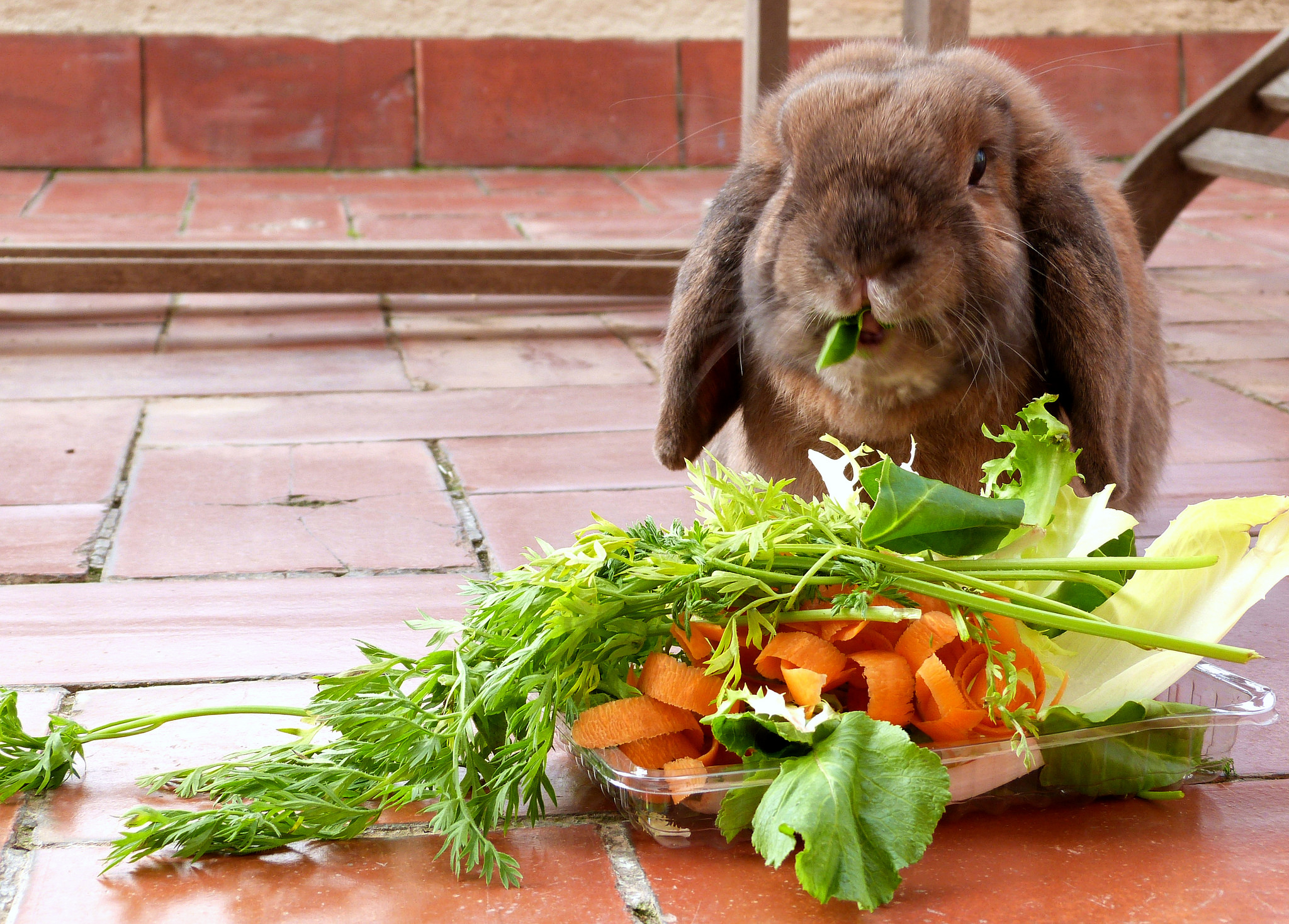Обед в зоопарке. Кролик ест овощи. Еда для кроликов. Что едят кролики. Кролик кушает.