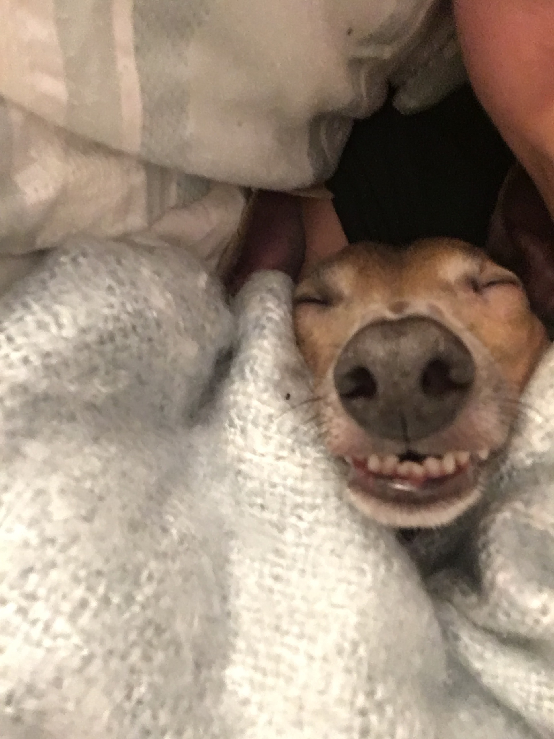 55 Dogs Taking Naps In The Cutest Pose Ever - Small Joys