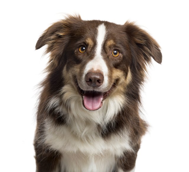 Close up of a Border Collie isolated on white