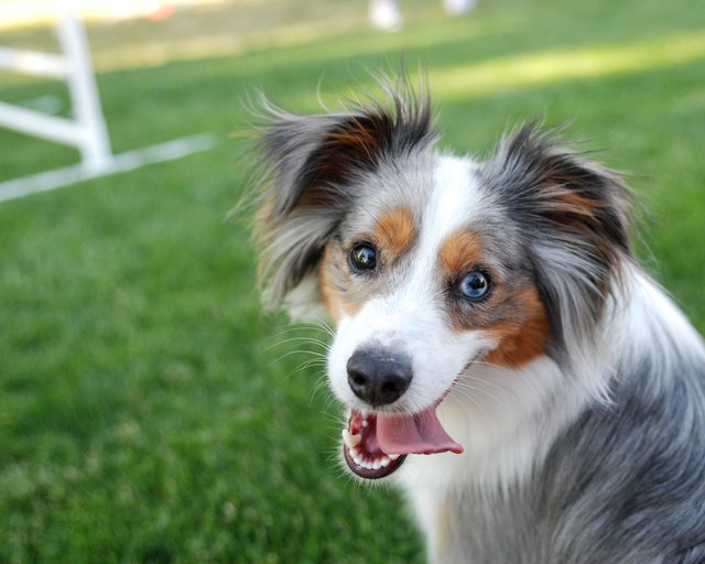 Blue eyed border collie sitting on grass with lolling tongue