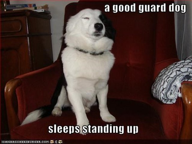 Dog sitting upright with eyes closed.