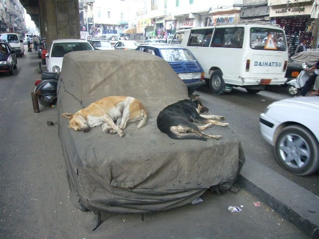 Two dogs sleep on hood of car.