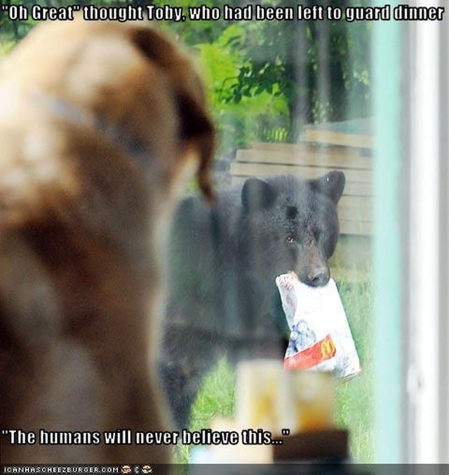 Dog watches bear steal food.