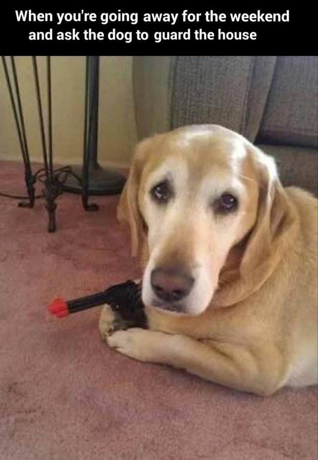 Dog holding toy pistol.