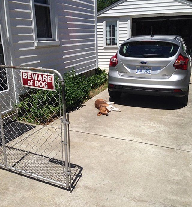 Dog sleeping next to Beware of Dog sign.