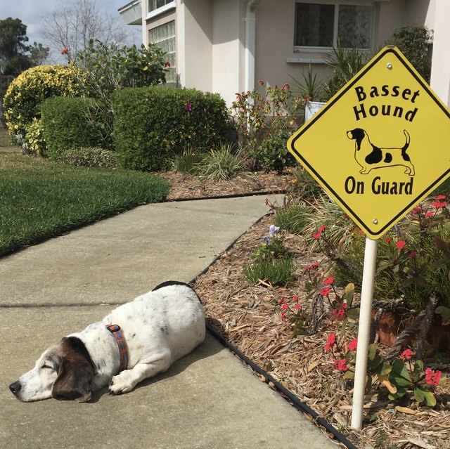 Dog sleeping next to guard dog sign.