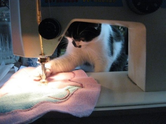 Animals helping around the house