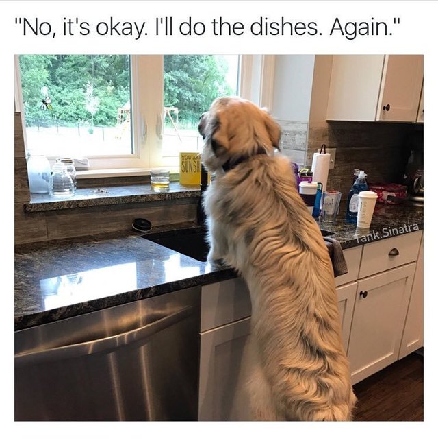 Dog standing at sink.