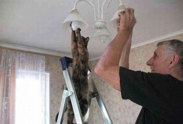 Cat changing lightbulb.