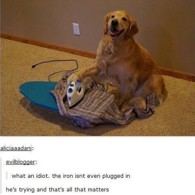 Dog with ironing board.