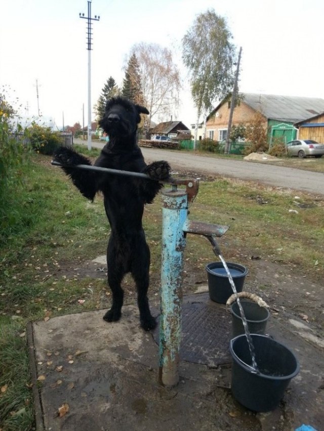 Animals Helping Around House