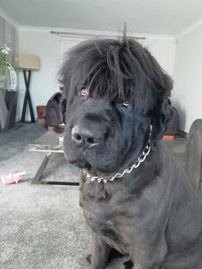 Just Shaved My Newfoundland Look At His New Hair Style What A Dude