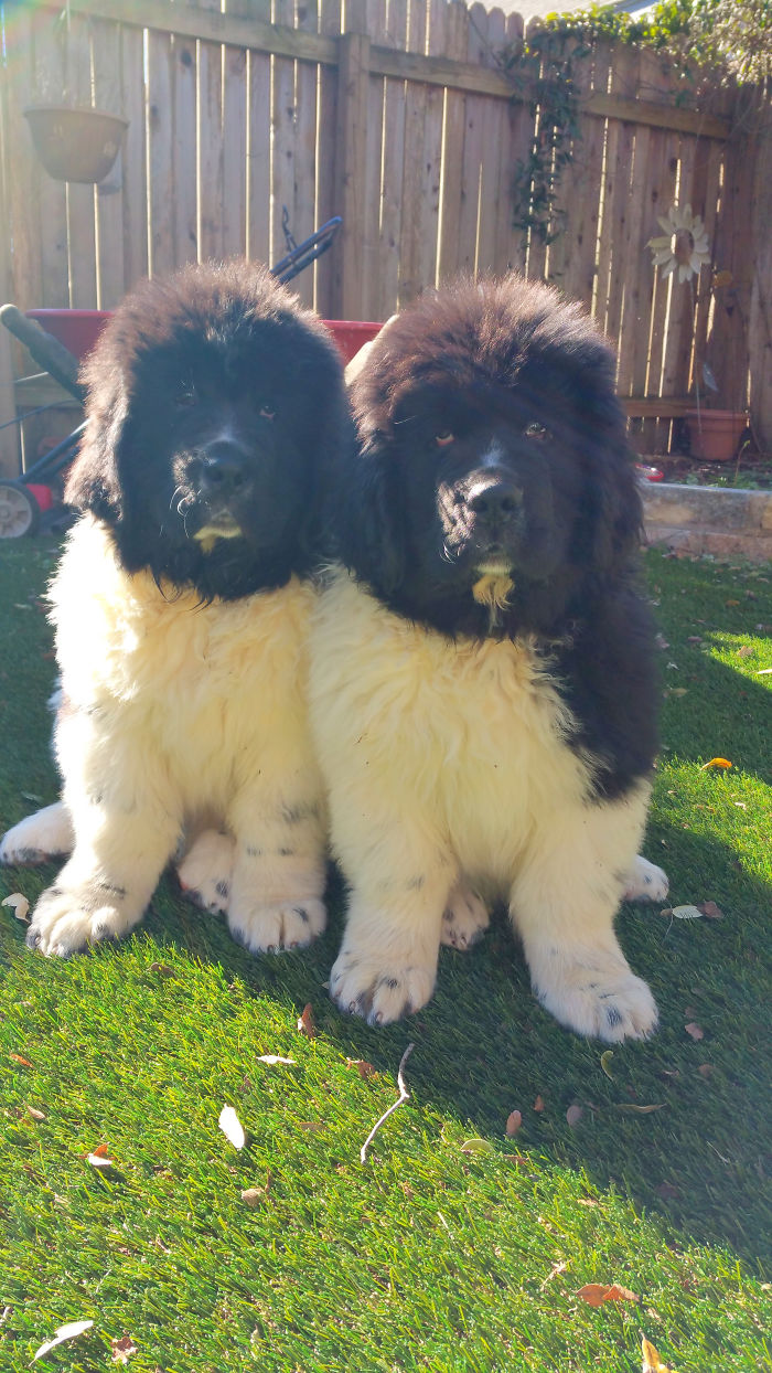 Buford And Wallace 11 Weeks Old Buford And Wallace 11 Weeks Old