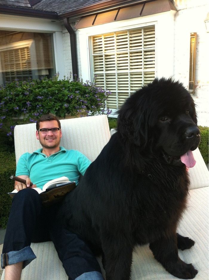 150 Pounds Later And He's Still A Lap Dog 150 Pounds Later And He