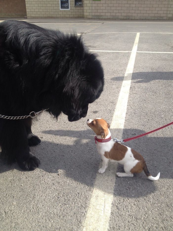 I Love It When My Newfie Meets A Smaller Dog I Love It When My Newfie Meets A Smaller Dog