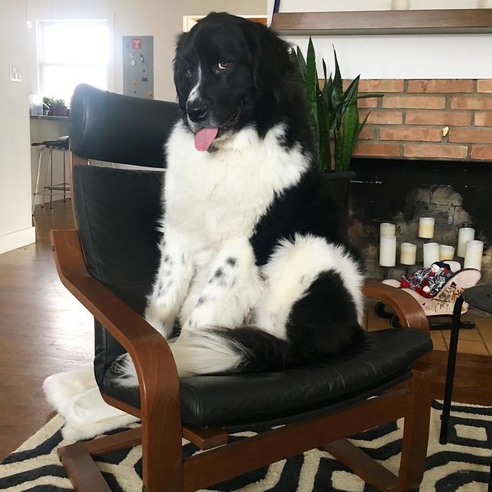 I Heard It Is Tongue Out Tuesday I Heard It Is Tongue Out Tuesday