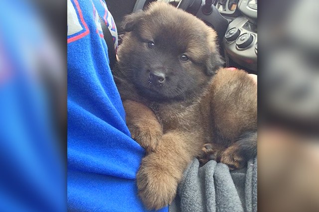 25 Chubby Puppies You Need to Snuggle Right Now